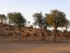 Camels at Banyan Tree Al Wadi