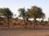 Camels near the entrance of Banyan Tree Resort Al Wadi in Ras Al Khaimah.